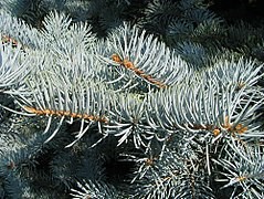 colorado blue spruce